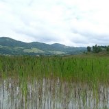 2.Beau paysage marécageux