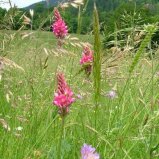 prairie fleurie de Chartreuse