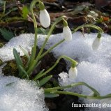 Le printemps en Chartreuse