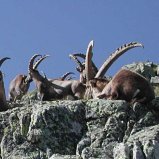 bouquetins des Alpes