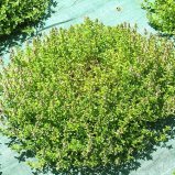 6.Cultivée avec soin..