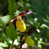A la découverte du sabot de vénus
