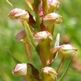 ORCHIS GRENOUILLE