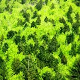 forêts de Chartreuse