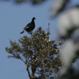 un oiseau rare : le Tétra-lyre