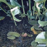 Les eaux des tourbières