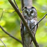 la chouette chevêche