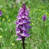 Orchis maculata