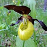 l'orchidée sabot de vénus